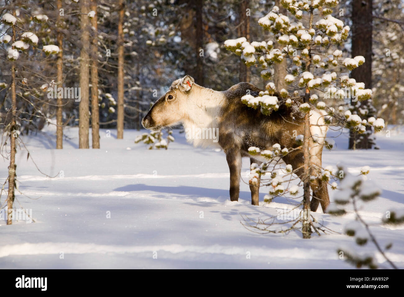 La renna rovistando nel nord della Finlandia in inverno vicino Saariselka Foto Stock