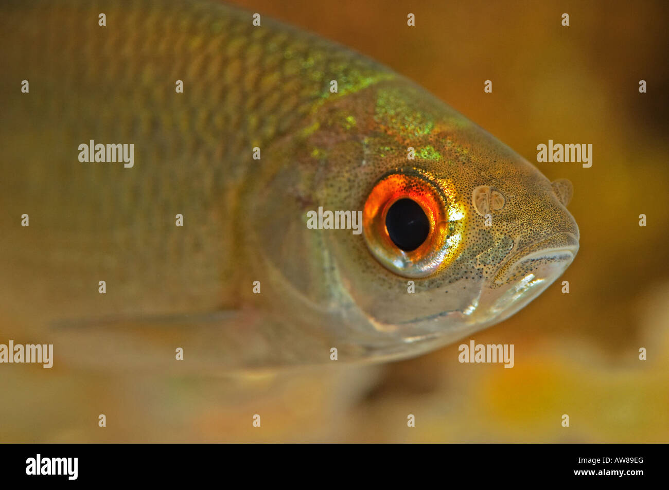 Roach, Rutilus rutilus Foto Stock