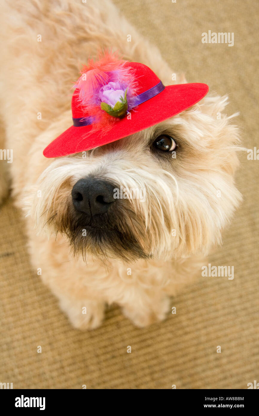 Rivestito di morbida Wheaten Terrier nelle sue migliori Red Hat Foto Stock