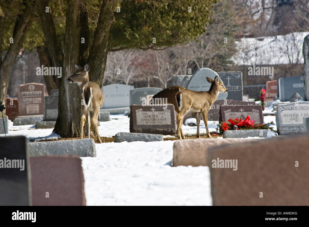 Animali selvatici affamati in cerca di cibo in un cimitero americano invernale negli Stati Uniti nessuno nessuno di sfondo orizzontale ad alta risoluzione Foto Stock