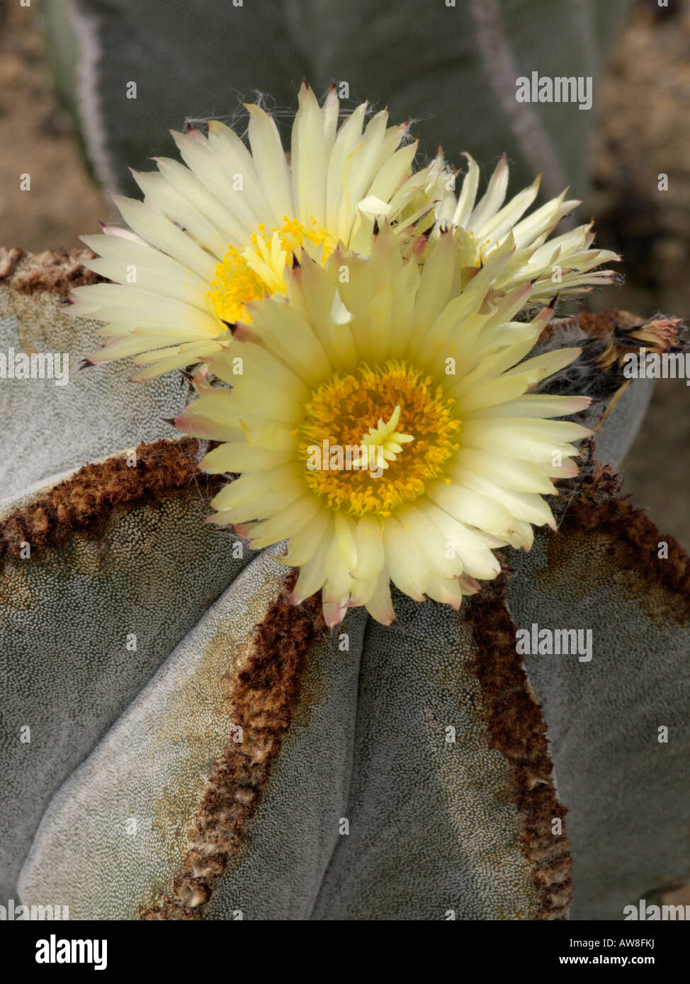 Cappellino cactus del Vescovo (Astrophytum miriostigma var. Fortylogonum) Foto Stock