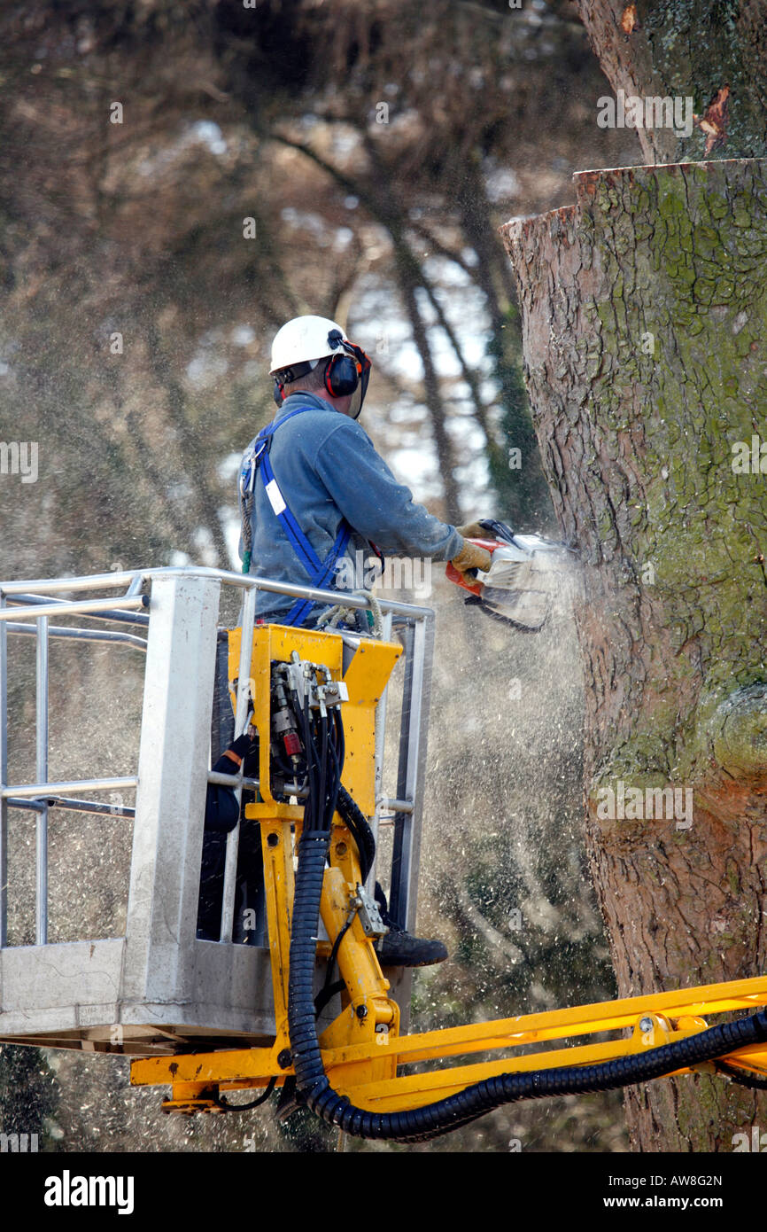 Tree chirurgo taglio basso albero con sega a catena in piedi in cherry picker Foto Stock