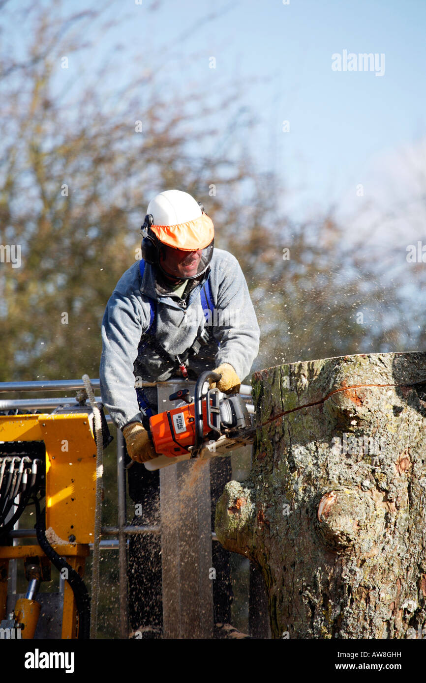 Tree chirurgo taglio basso albero con sega a catena in piedi in cherry picker Foto Stock