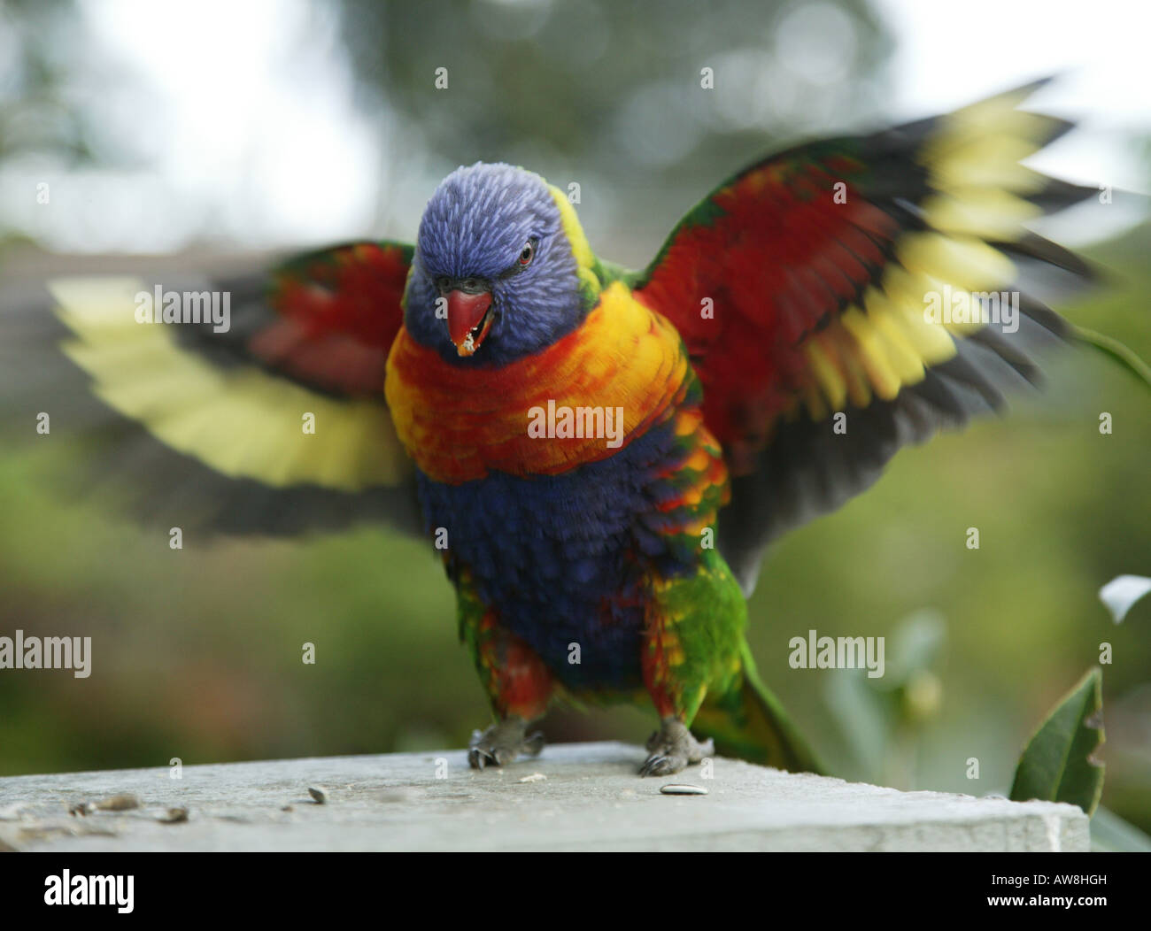 Rainbow parrocchetto sbattimenti le sue ali, atterraggio su una tabella di uccelli circa per l'alimentazione Foto Stock