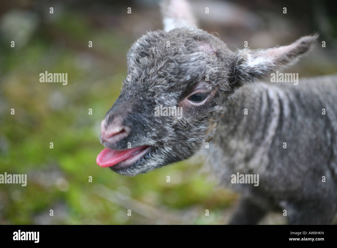 15 Ora il vecchio di agnello Foto Stock