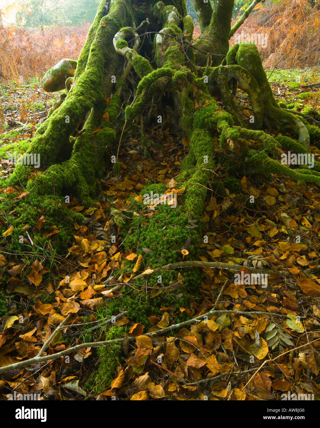 Tangled radici del marchio di albero di legno di frassino New Forest Hampshire REGNO UNITO Foto Stock