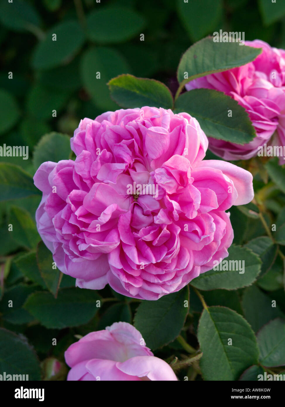 Cavolo cappuccio rosa (rosa centifolia x 'Caterina de' Wurttemberg) Foto Stock