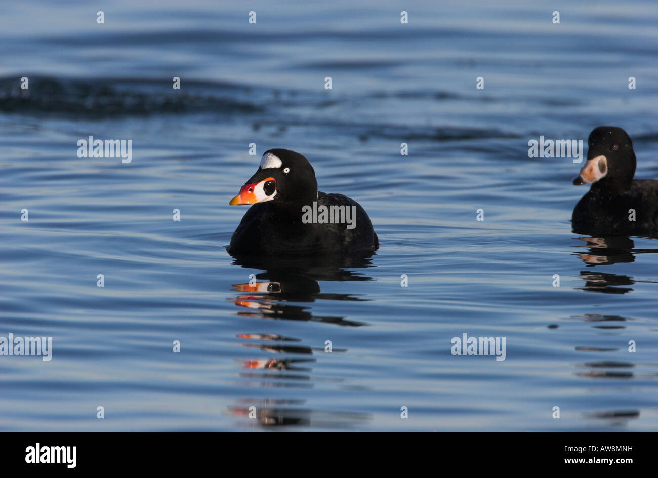 Surf Orchetto Melanitta perspicillata maschio su Ocean con la riflessione in acqua Lantzville Isola di Vancouver BC Canada Foto Stock