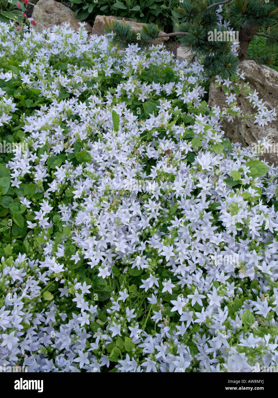 La Campanula (Campanula) Foto Stock