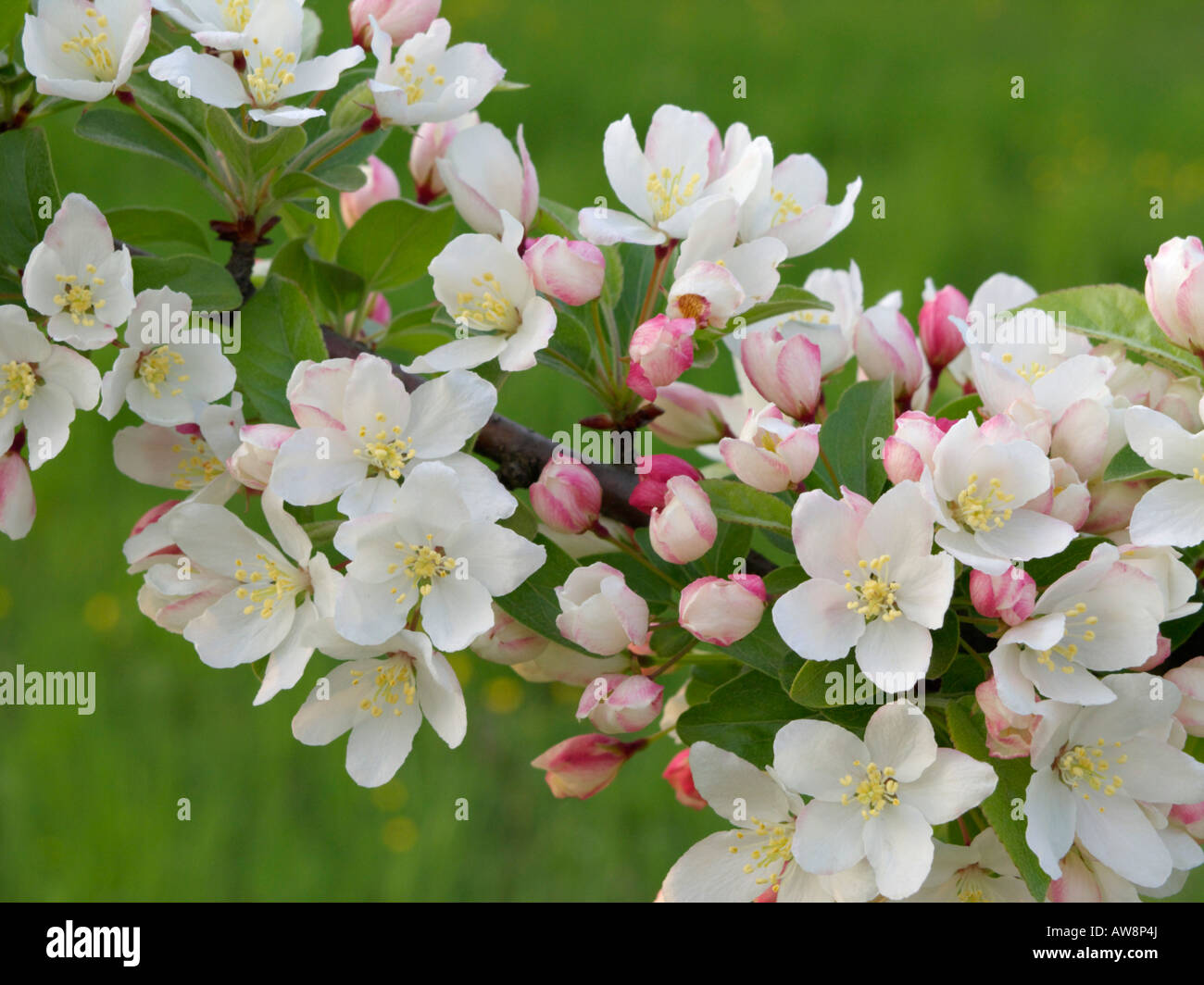 Toringo crab apple (malus toringo) Foto Stock