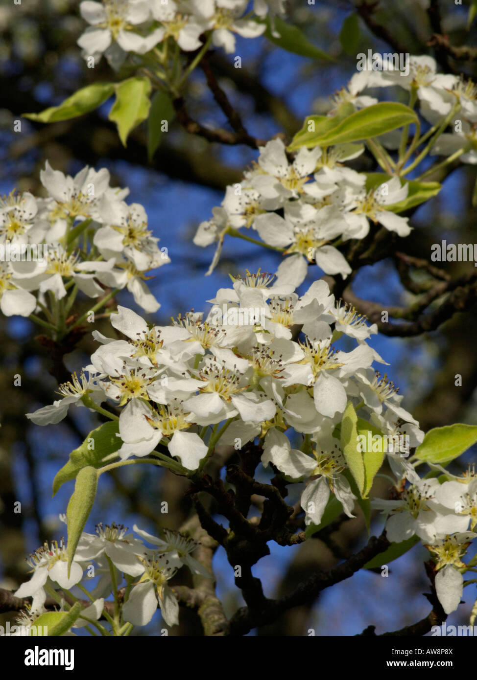 Pera (Pyrus phaeocarpa) Foto Stock