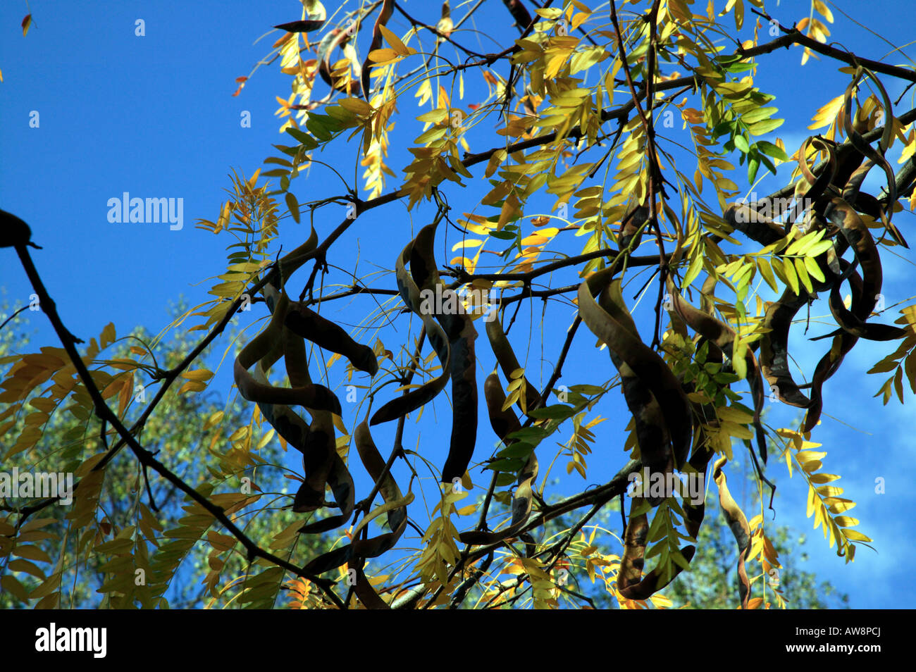 Close-up shot di foglie e baccelli di un miele Locust Tree (Gleditsia triacanthos) cresce in Beckenham Place Park, Lewishsam Foto Stock