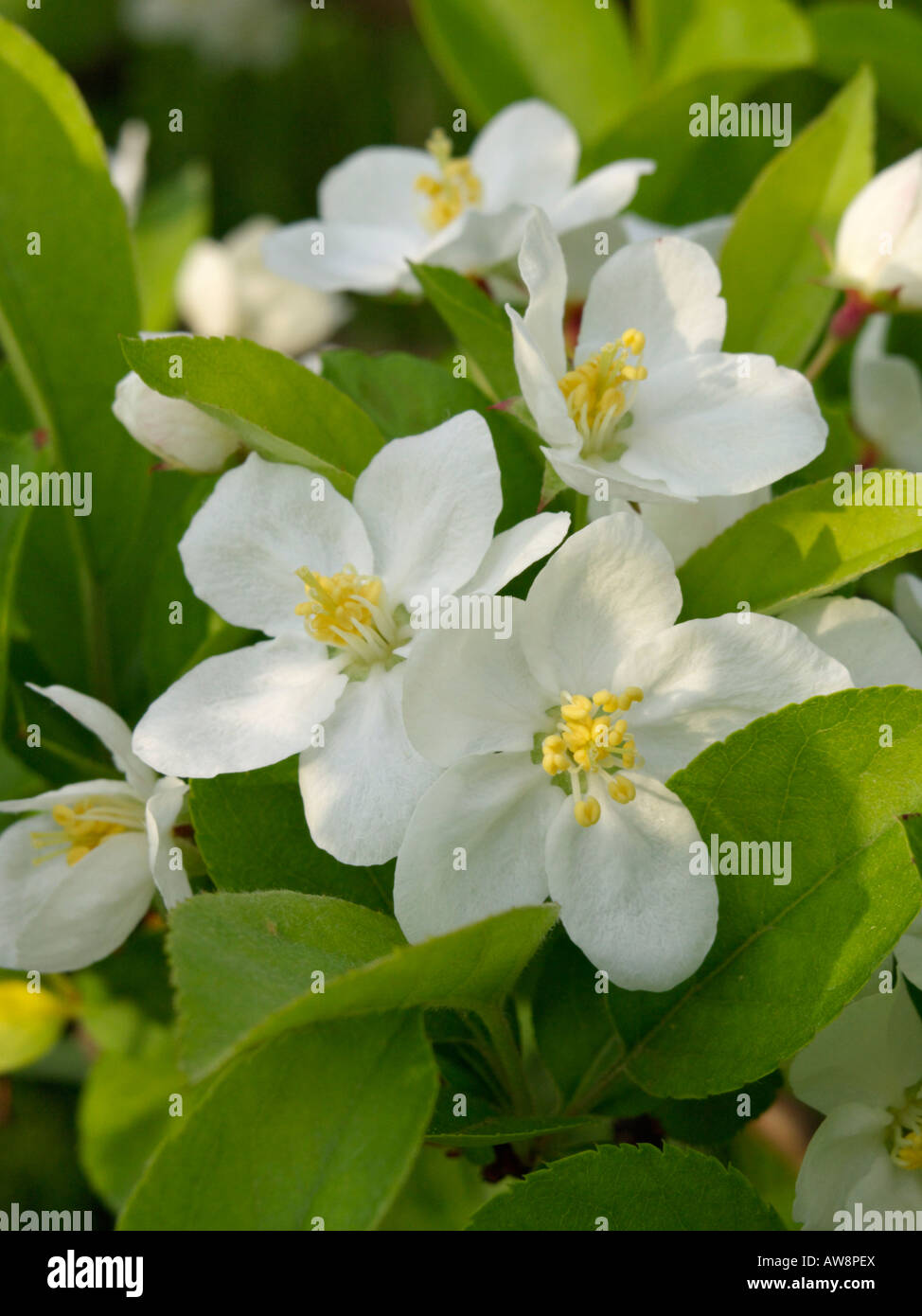 Sargent crab apple (malus sargentii) Foto Stock