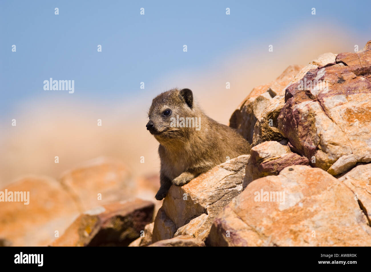 Rock Hyrax (Klip Dassie) foraggio sulle scogliere di Mosselbaai sulla Western Cape del Sud Africa. Foto Stock