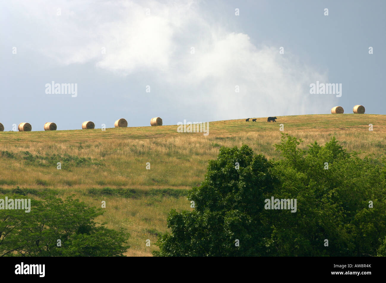 America agricoltura agricoltura balle di fieno nel paesaggio degli Stati Uniti nessuno cielo blu fuori orizzonte linea nessuno da sotto Ohio rurale in USA hi-res Foto Stock