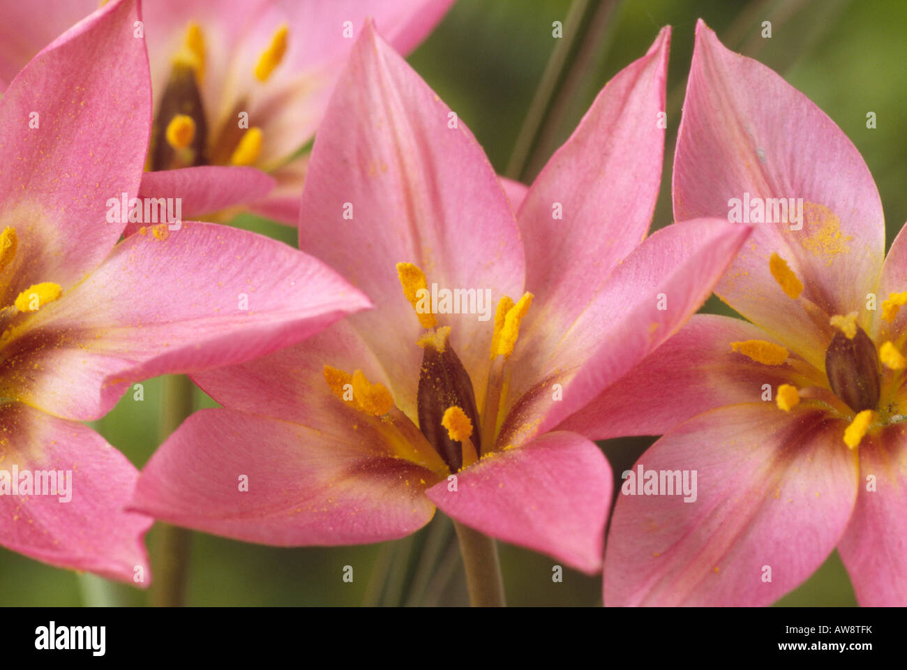 Tulipa aucheriana AGM (Tulip) DIVISIONE 15 Gruppo varie. Foto Stock