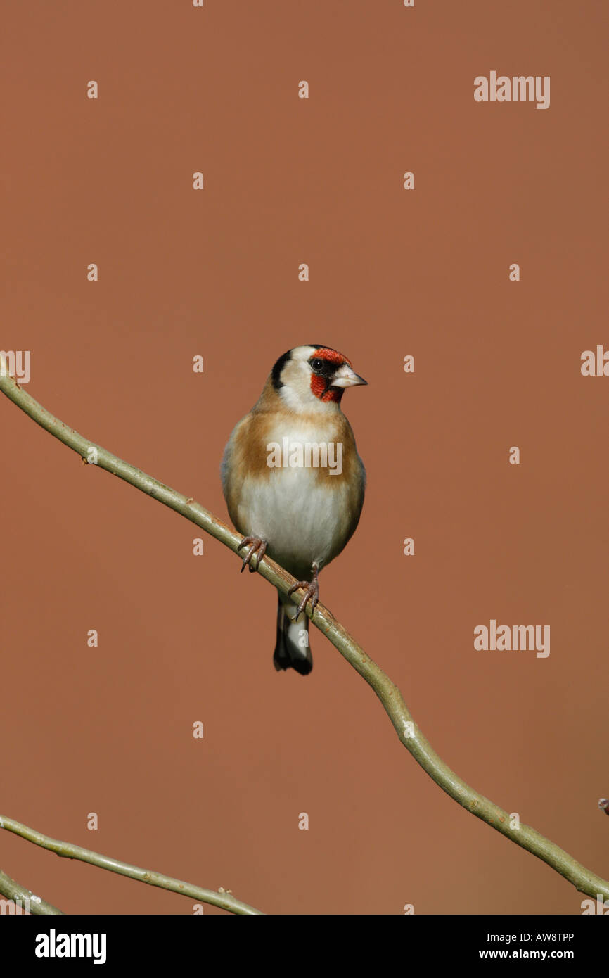 Cardellino Carduelis carduelis West Midlands inverno Foto Stock