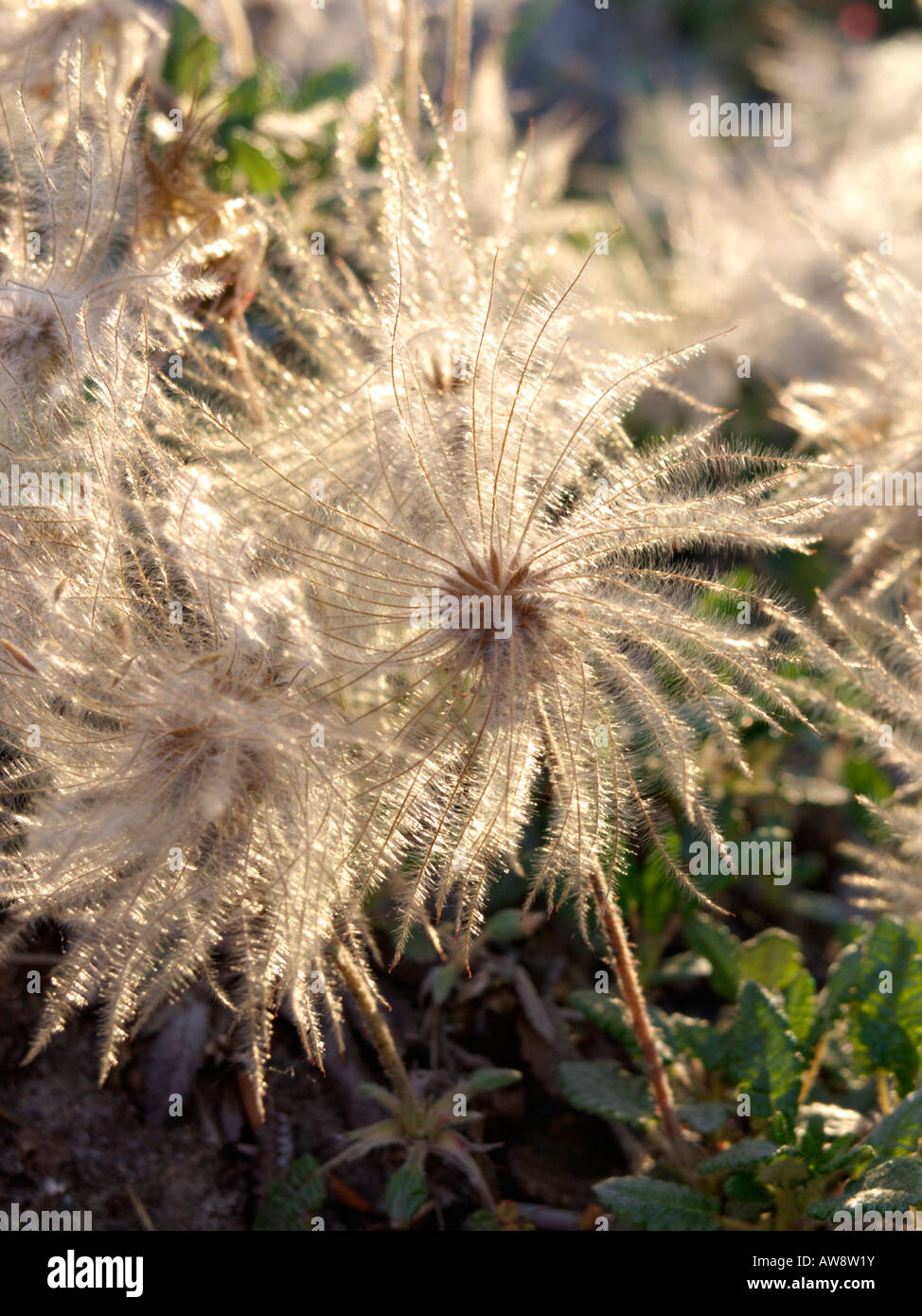 Mountain avens (Dryas octopetala) Foto Stock