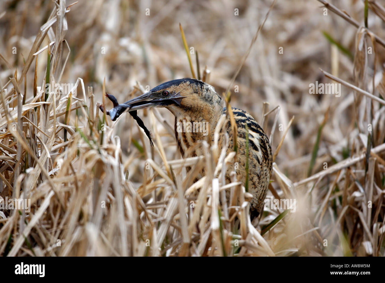 Tarabuso Botaurus stellaris reedbed In Norfolk inverno Foto Stock