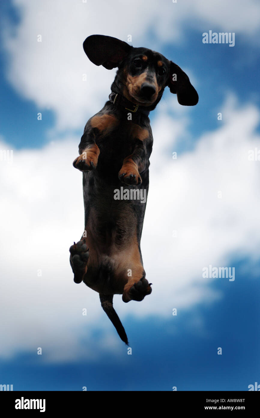 Cane volante immagini e fotografie stock ad alta risoluzione - Alamy