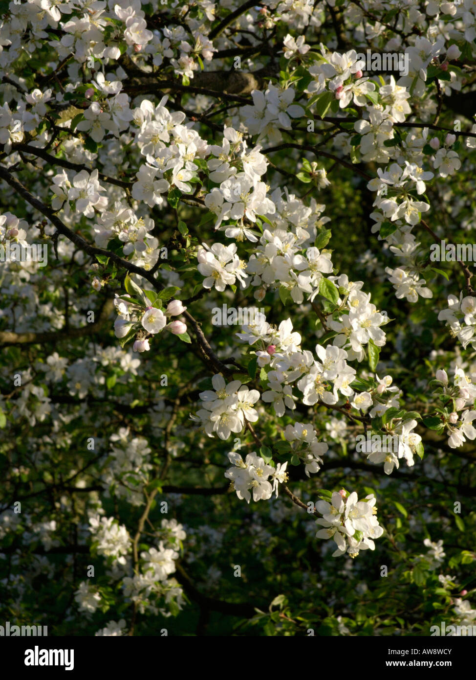 Wild crab apple (Malus sylvestris) Foto Stock