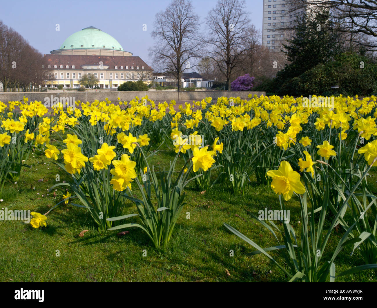 I narcisi selvatici (Narcissus pseudonarcissus) presso la Hannover Congress Centrum (HCC), Stadtpark, Hannover, Germania Foto Stock