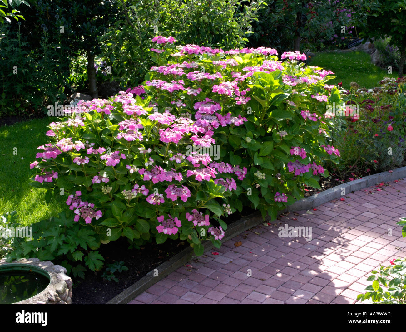 Big-lasciava ortensia (Hydrangea macrophylla) Foto Stock