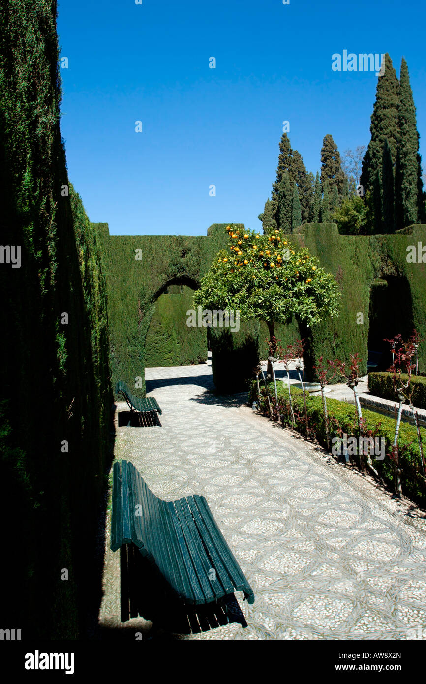 Alhambra: Generalife: Giardini inferiori: Cipressi Foto Stock