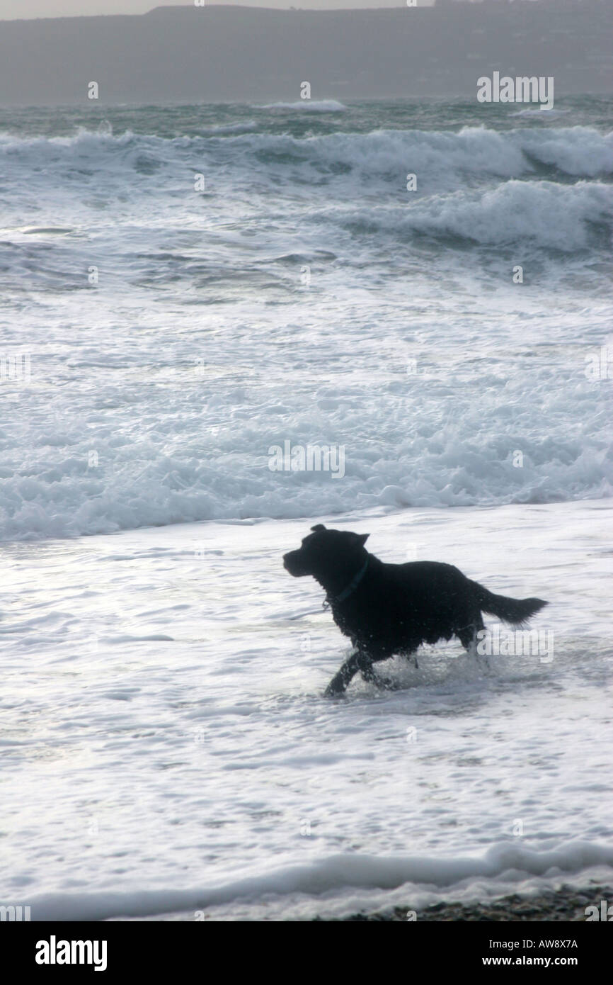 Gioco Nero Del Cane Del Pitbull, Corrente Sull'onda Del Mare Sulla Spiaggia  Fotografia Stock - Immagine di spiaggia, onda: 40926910