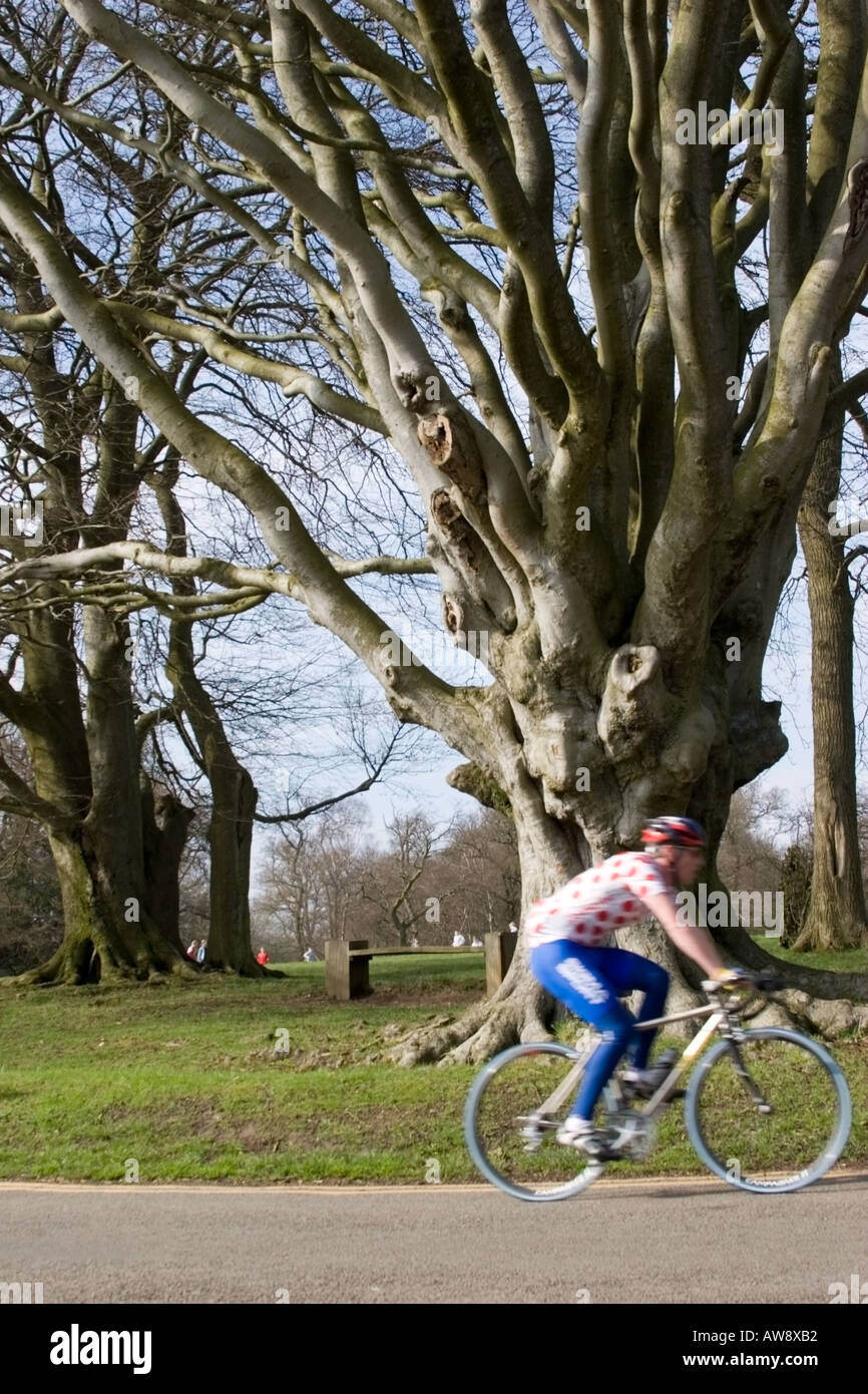 Ciclista passa grande albero su Box Hill, North Downs Surrey Foto Stock