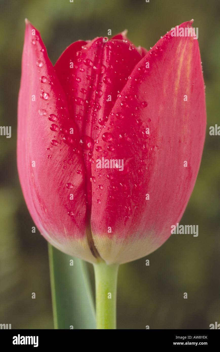 Tulipa aximensis (Tulip) DIVISIONE 15 Gruppo varie. Foto Stock