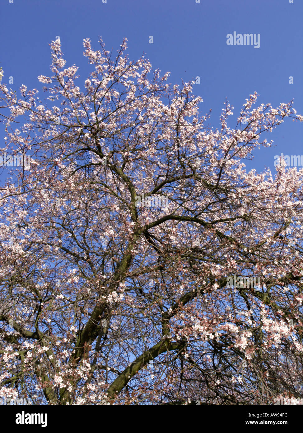 Cherry Plum (prunus cerasifera) Foto Stock