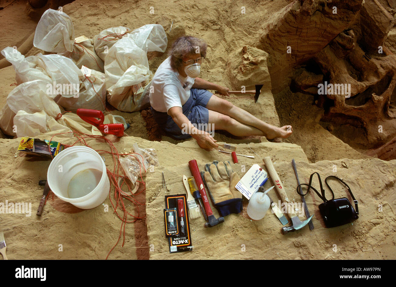 Paleontologo utensili di scavo Mammut colombiano rimane Il Mammoth Site Dakota del Sud Foto Stock