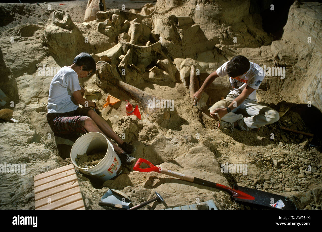 Paleontologi scavo Mammut colombiano rimane Il Mammoth Site Dakota del Sud Foto Stock