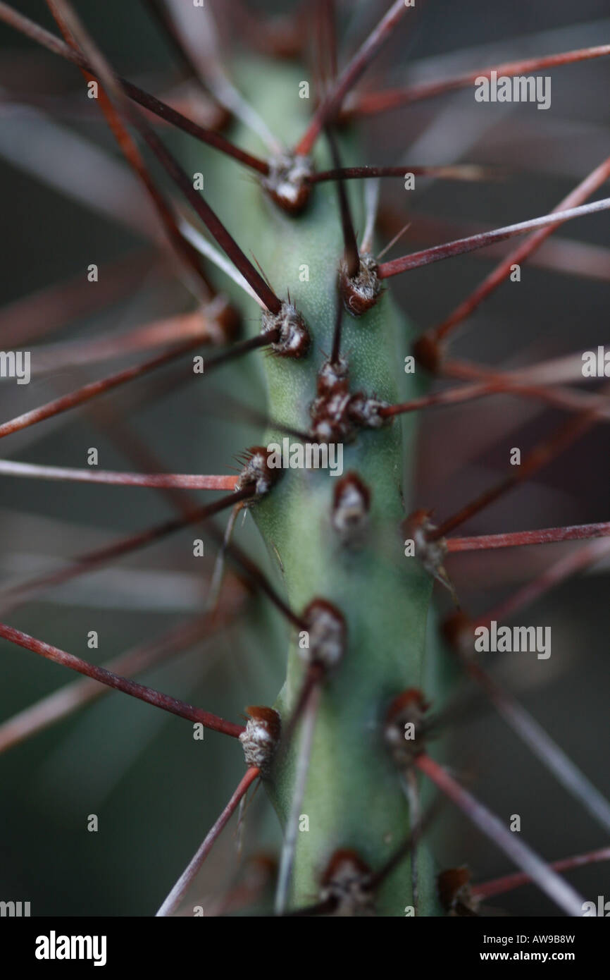 Fiore di cactus Yucca immagini immagini foto primo piano formato verticale ad alta risoluzione negli Stati Uniti ad alta risoluzione Foto Stock
