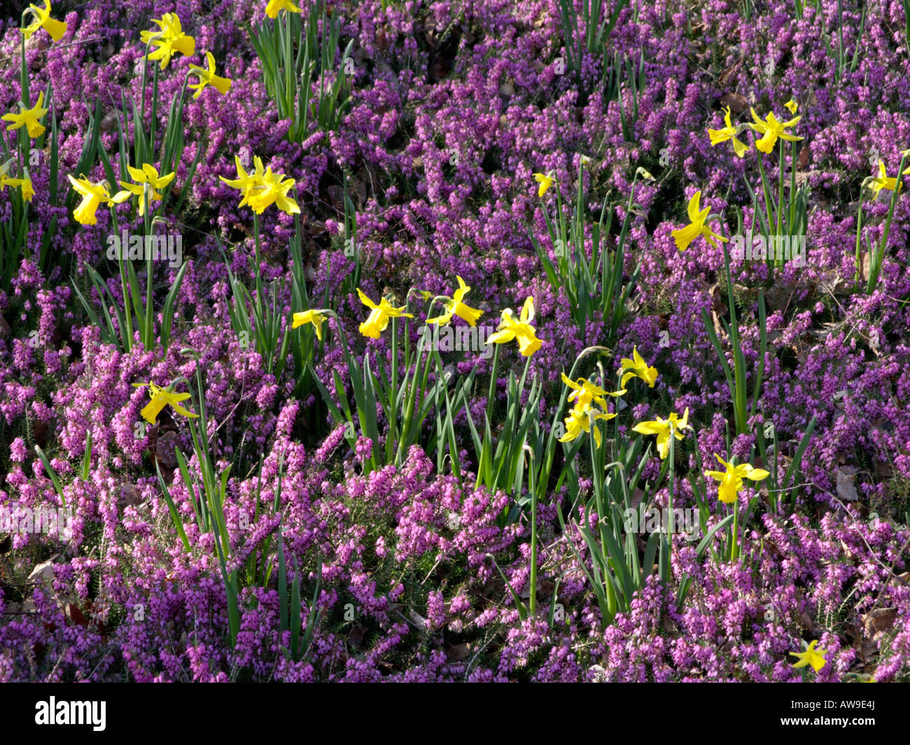 Giunchiglie (Narcissus) e inverno erica (Erica carnea syn. Erica herbacea) Foto Stock