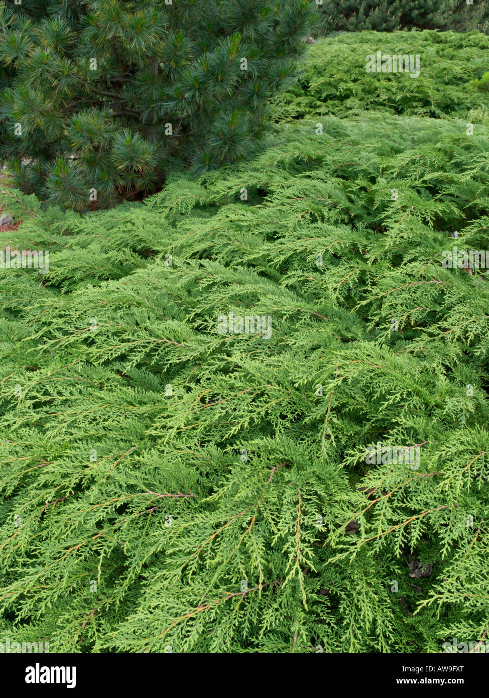 Arborvitae russo (microbiota decussata) Foto Stock