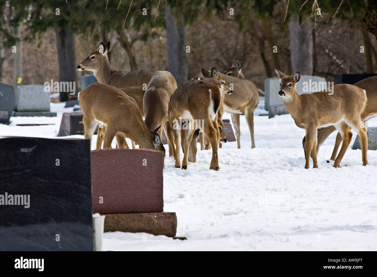 Cervo Whitetail cervo bianco nella neve selvaggia nel cimitero invernale grandi immagini orizzontali ad alta risoluzione in Ohio Stati Uniti ad alta risoluzione Foto Stock