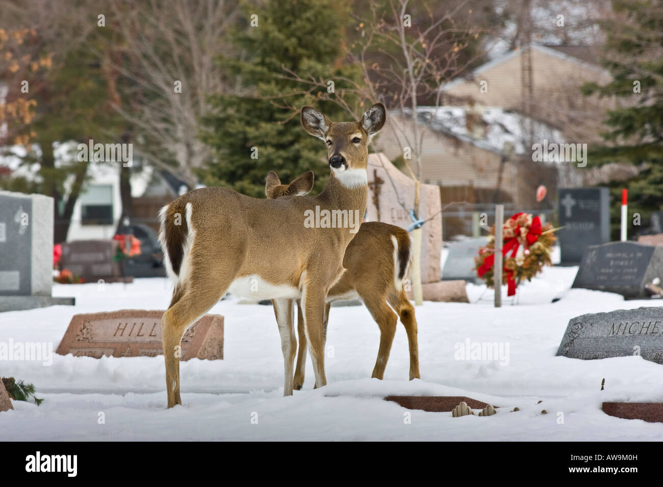 Due cervi dalla coda bianca che sbirciano Roe Deer Whitetail nella fauna selvatica della neve nel cimitero invernale orizzontale negli Stati Uniti ad alta risoluzione Foto Stock