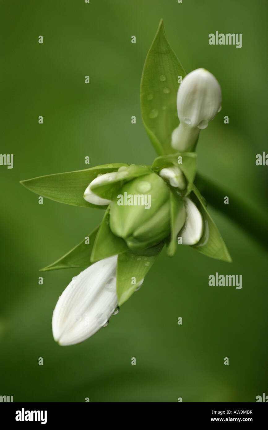 Fiore singolo Hosta Sieboldiana elegans gemme bianche e floreali gemme piante piante fiorite dettaglio primo piano nessuno ad alta risoluzione Foto Stock