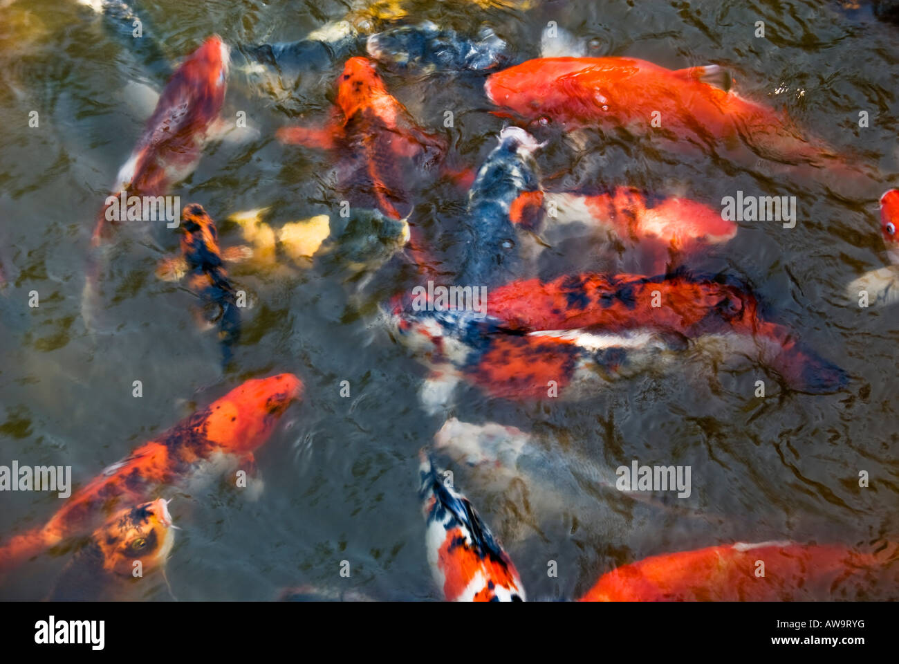 Colorfull carpe brulicante di pesci in uno stagno in Hua Hin in Thailandia Foto Stock