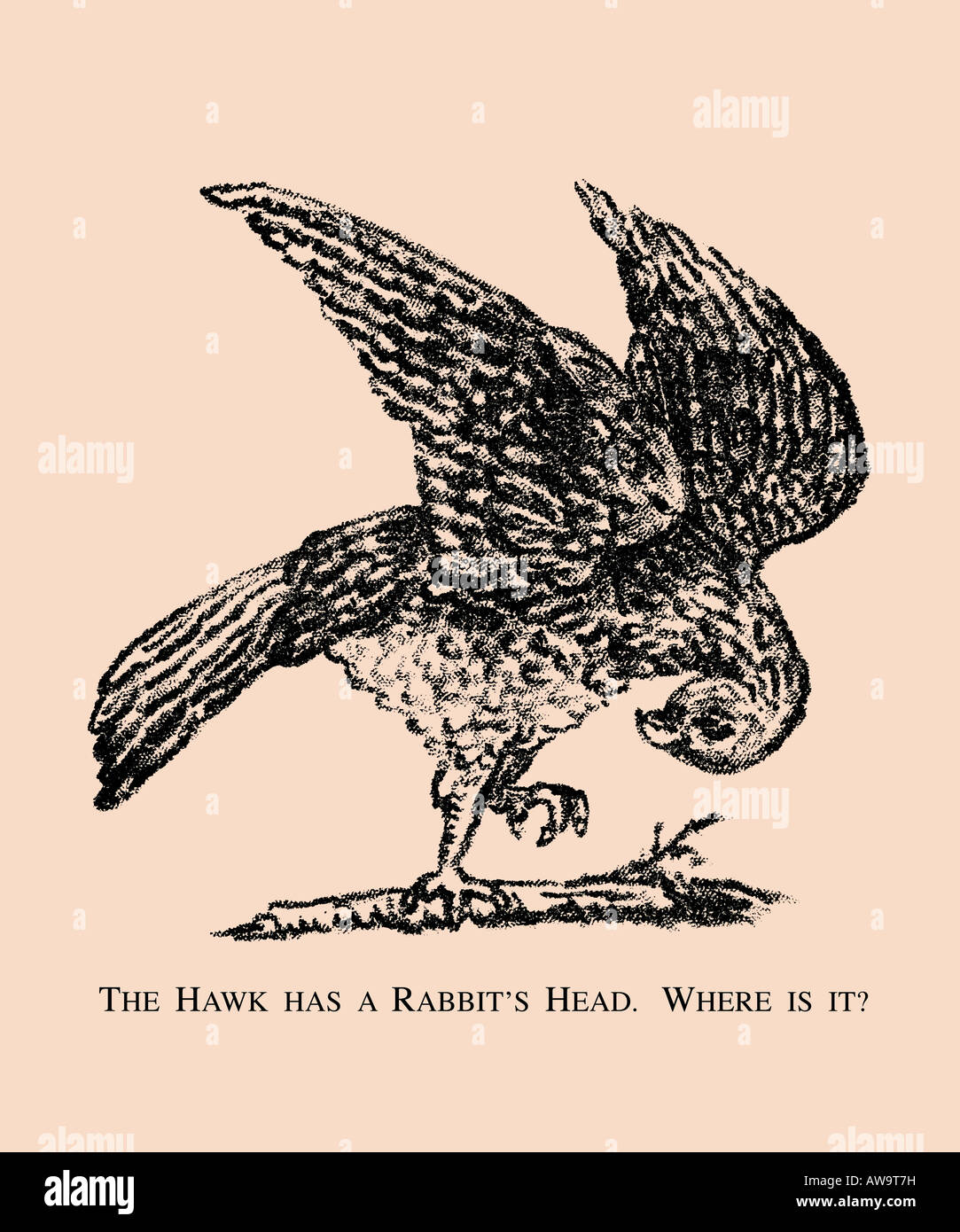 Il falco è un coniglio alla testa. Dove si trova ? Foto Stock