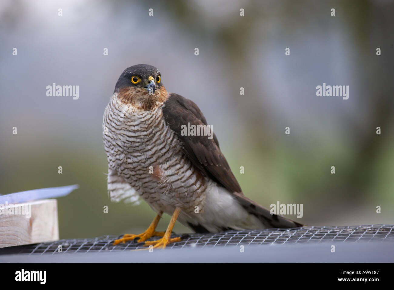 Lo Sparviero sul tetto voliera caccia di uccelli canori in cattività Foto Stock