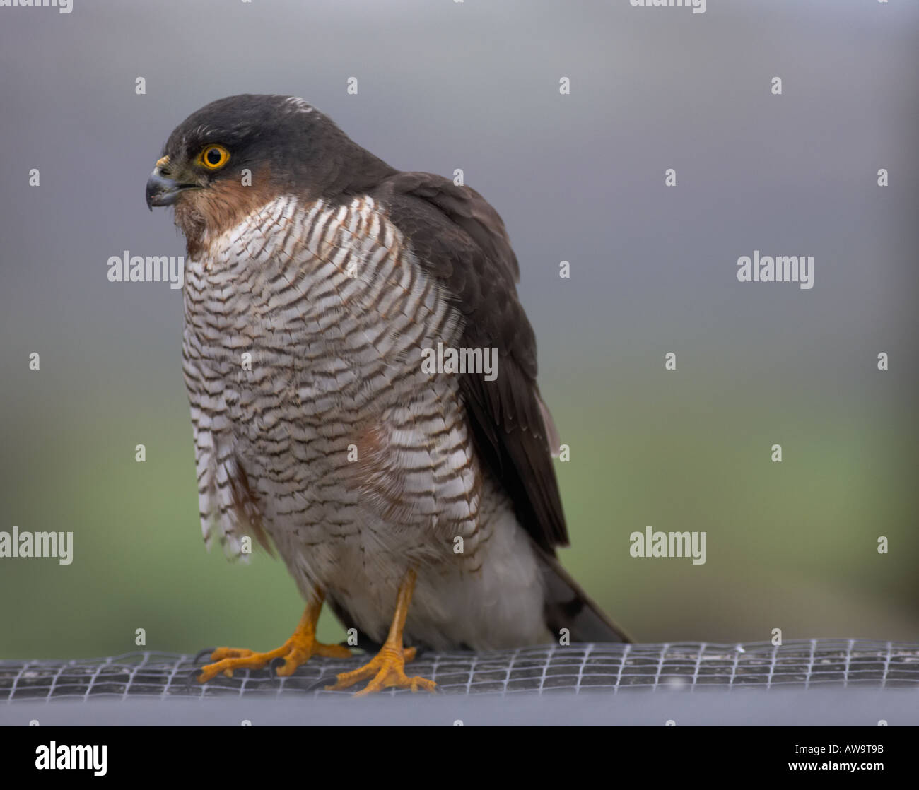 Lo Sparviero sul tetto voliera caccia di uccelli canori in cattività Foto Stock
