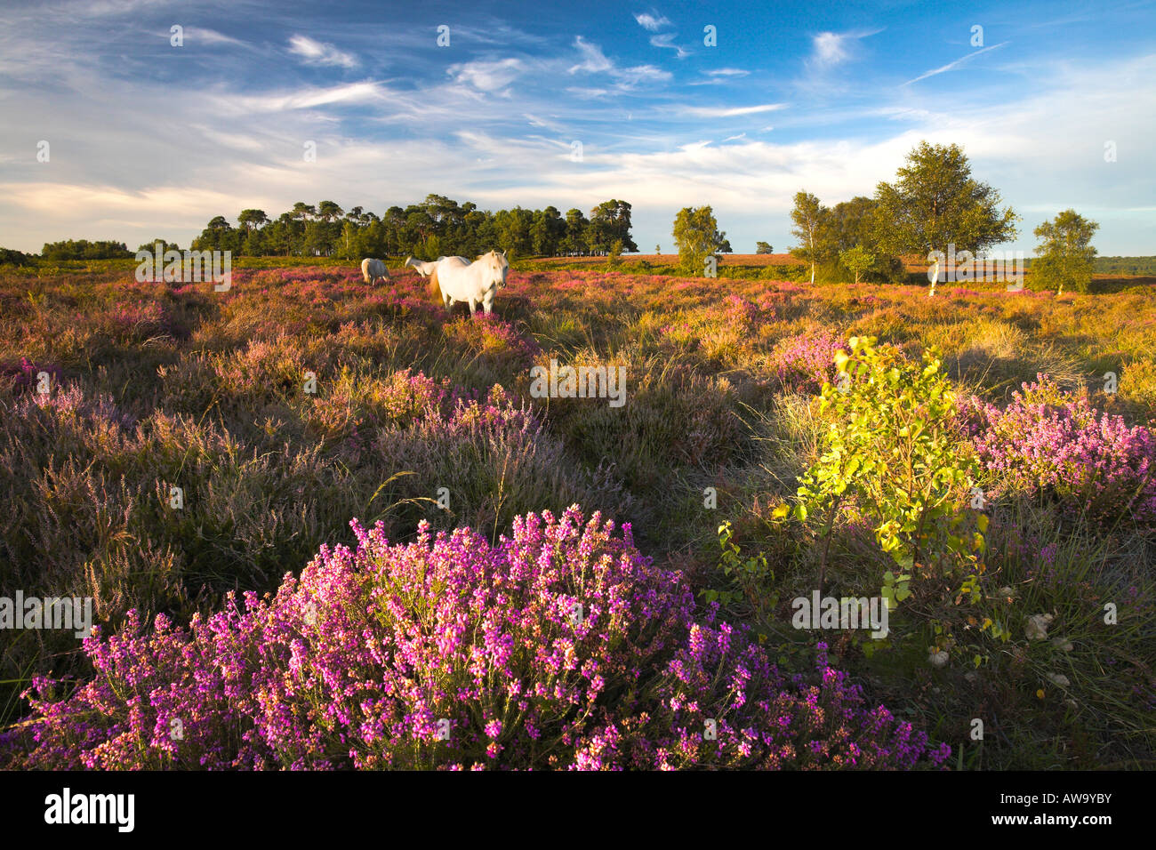 New Forest pony pascolano sulla moquette heather brughiera in estate, New Forest National Park Foto Stock