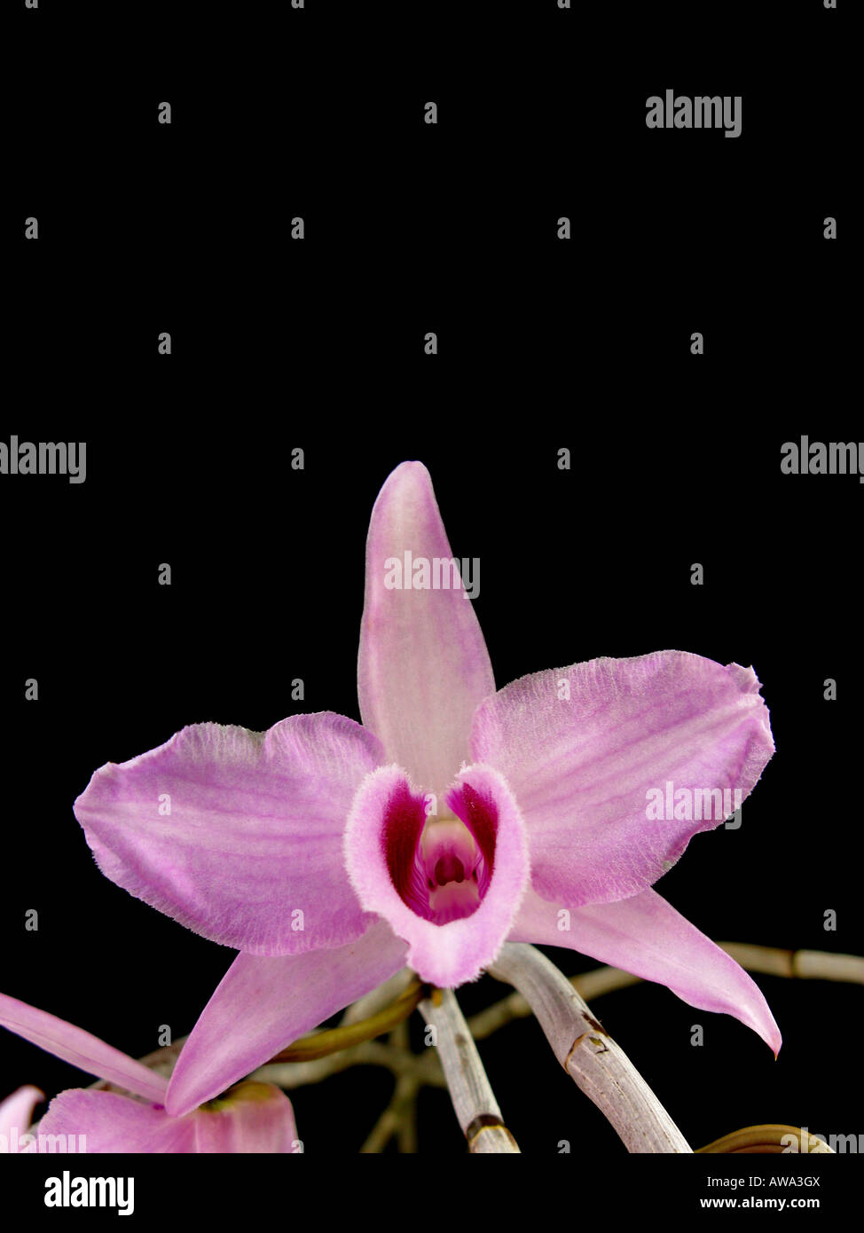 Dendrobium anosmum orchid close up Foto Stock