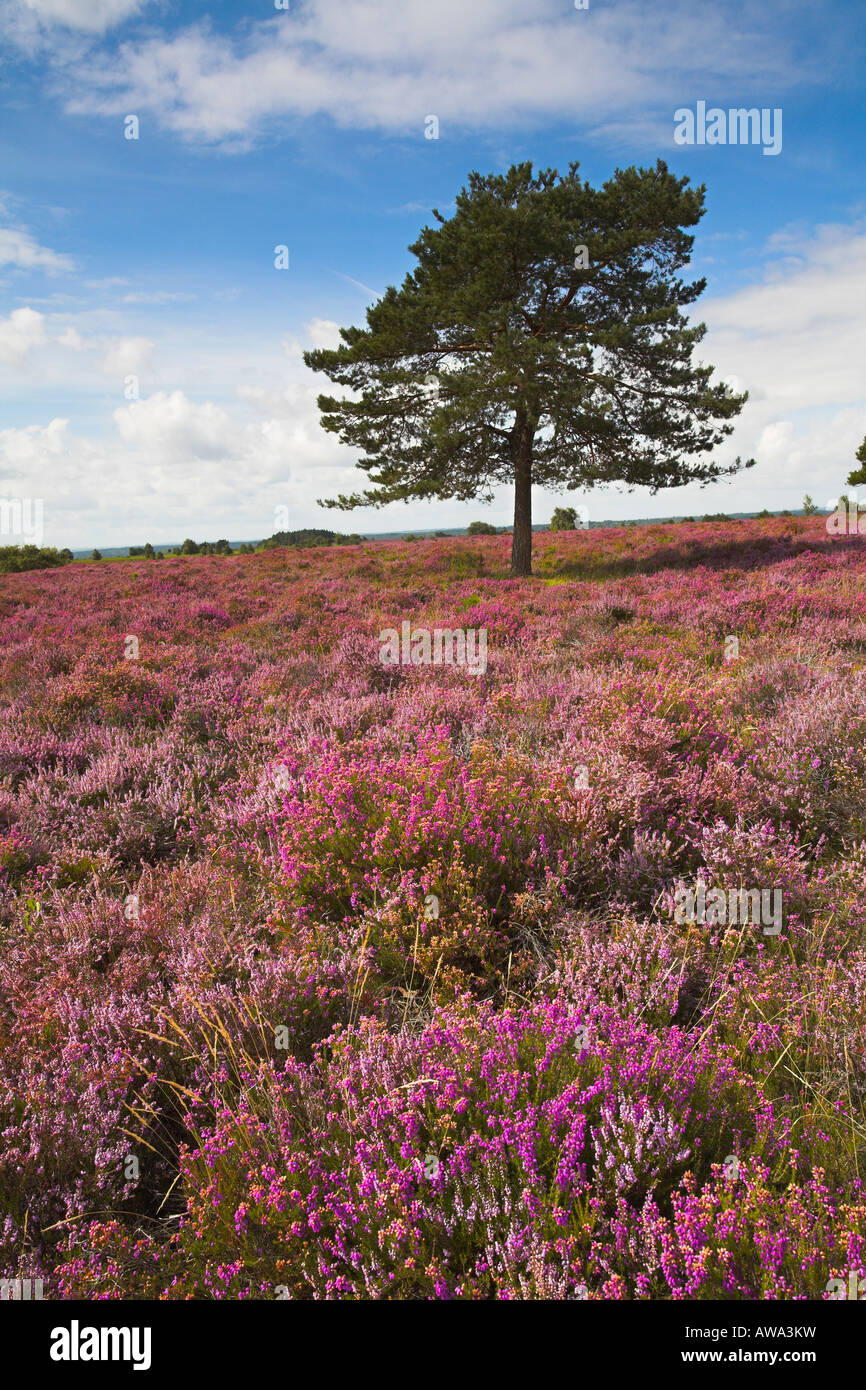 Heather copre la Nuova Foresta brughiera in Estate, New Forest Foto Stock