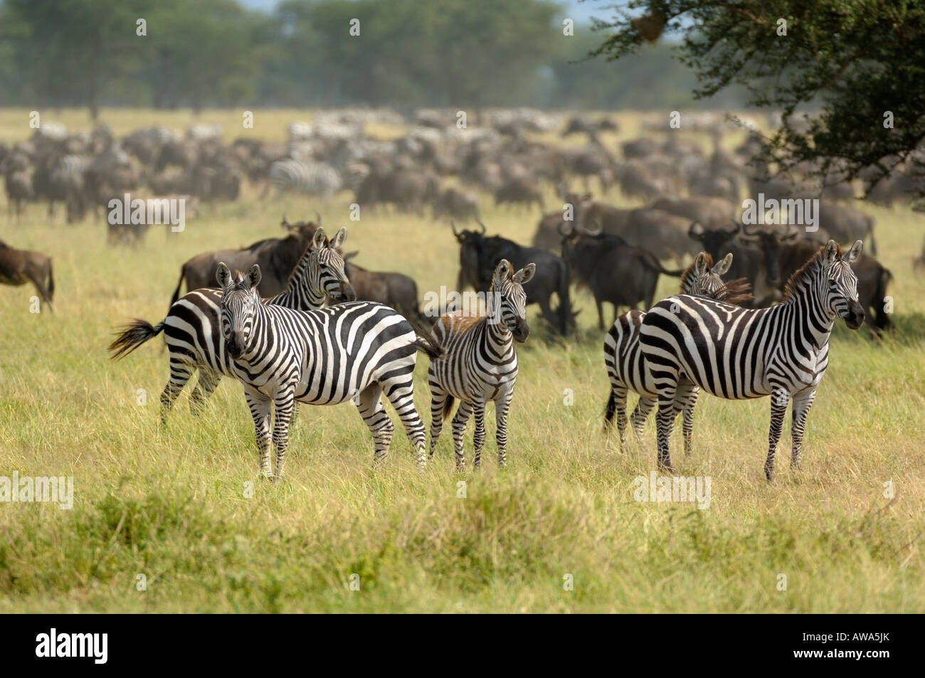 Zebra, vagare per mandrie di zebre e Wildebeests al tempo di migrazione,Serengeti,Tanzania Foto Stock
