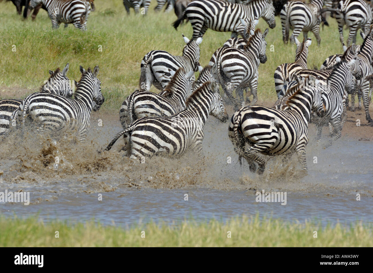 Zebra a waterhole,Serengeti,Tanzania Foto Stock