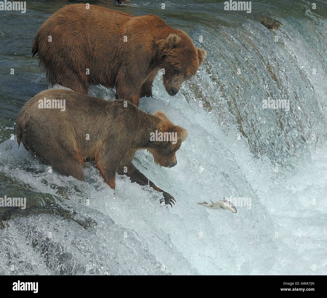 Recare il raggiungimento del salmone da cascate di acqua Foto Stock